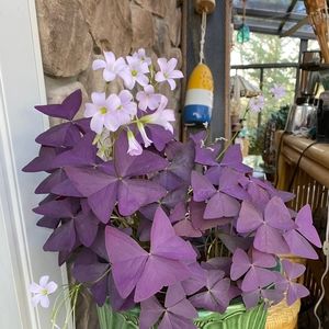 Meet your Posher, Holly